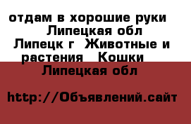отдам в хорошие руки!!! - Липецкая обл., Липецк г. Животные и растения » Кошки   . Липецкая обл.